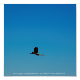 Foto Volante