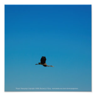 Foto Volante
