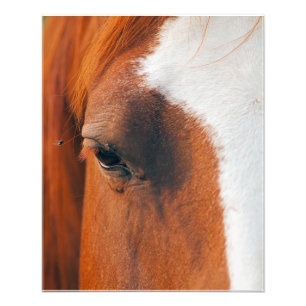 Foto Volar En Un Ojo De Caballos