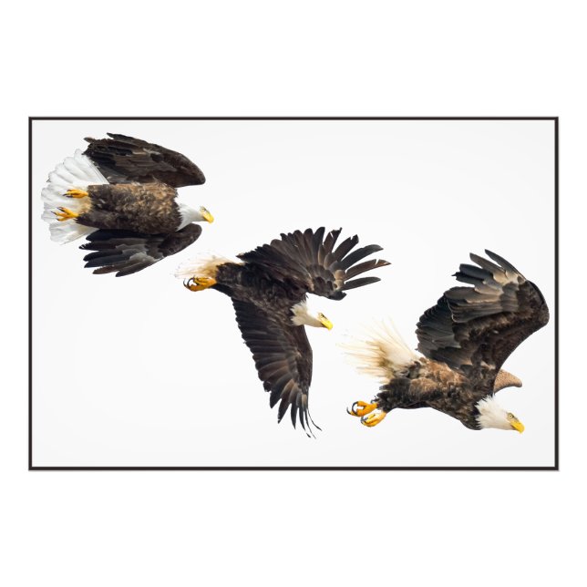 Foto Vuelo de águila calva (Frente)