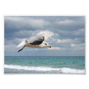 Foto Vuelo de la gaviota