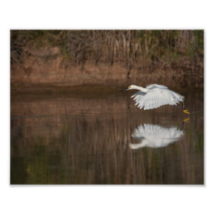 Foto Vuelo de la hierba de nieve