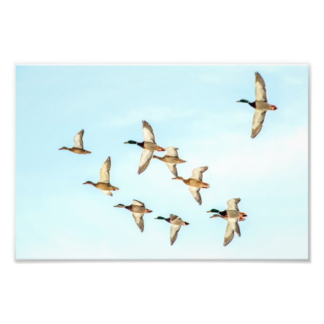 Foto Vuelo de Mallards (Frente)