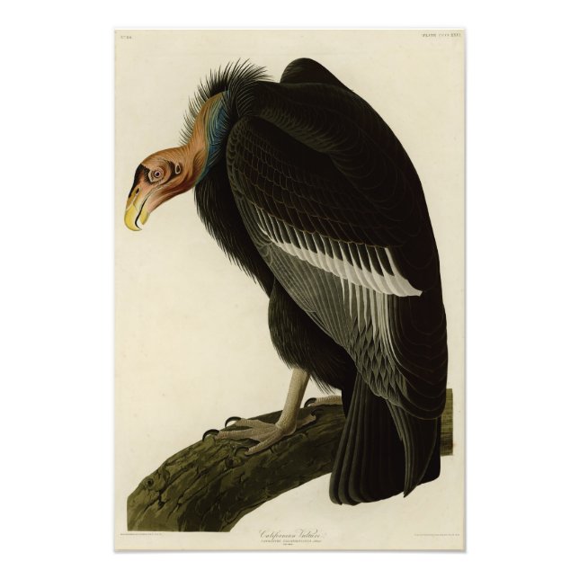 Foto Vultura californiana de aves auduónicas de Estados (Frente)