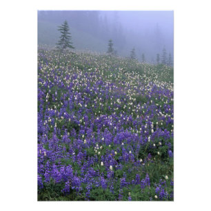 Foto WA, Parque Nacional Mt. Rainier, prado de Lupino y