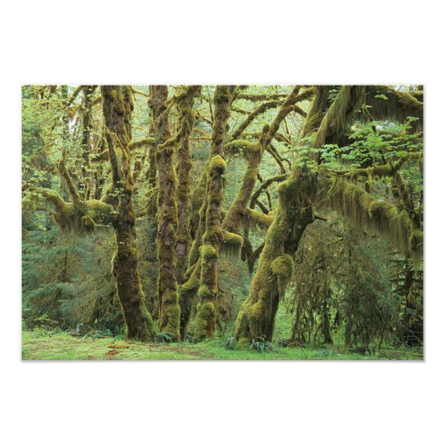 Foto WA, Parque Nacional Olímpico, Bosque Lluvioso Hoh, (Frente)