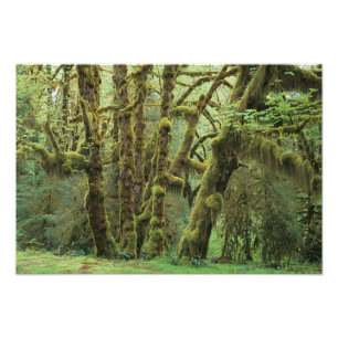 Foto WA, Parque Nacional Olympic, Bosque Lluvioso Hoh, 