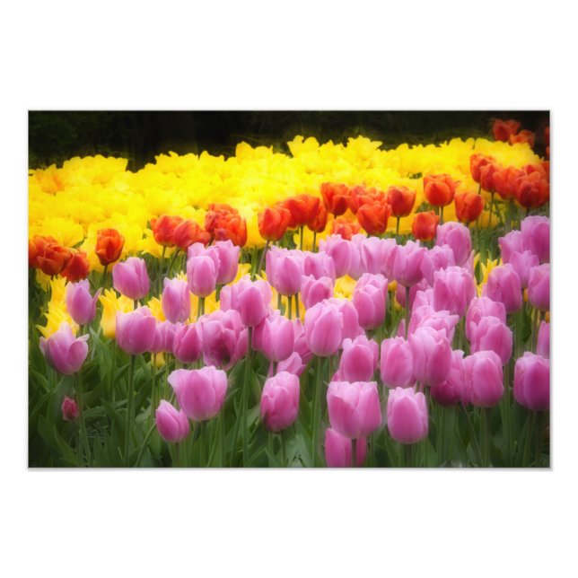 Foto WA, Valle de Skagit, Jardín de Tulipanes Roozengaa (Frente)