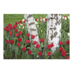 Foto WA, Valle de Skagit, Jardín de tulipanes Roozengaa