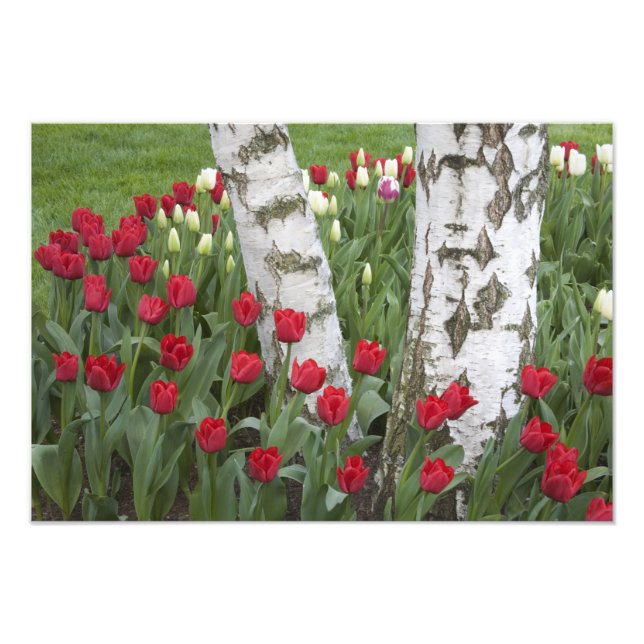 Foto WA, Valle de Skagit, Jardín de tulipanes Roozengaa (Frente)