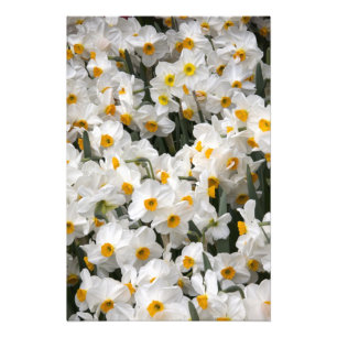 Foto WA, Valle de Skagit, patrón de narcisos