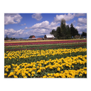 Foto WA, Valle de Skagit, Tulipán del Valle de Skagit