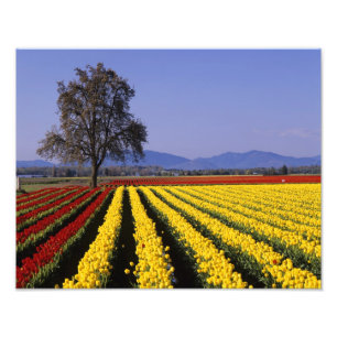 Foto WA, Valle de Skagit, Tulipanes del Valle de Skagit