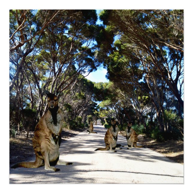 Foto Wallabys Australianos En La Carretera, (Frente)