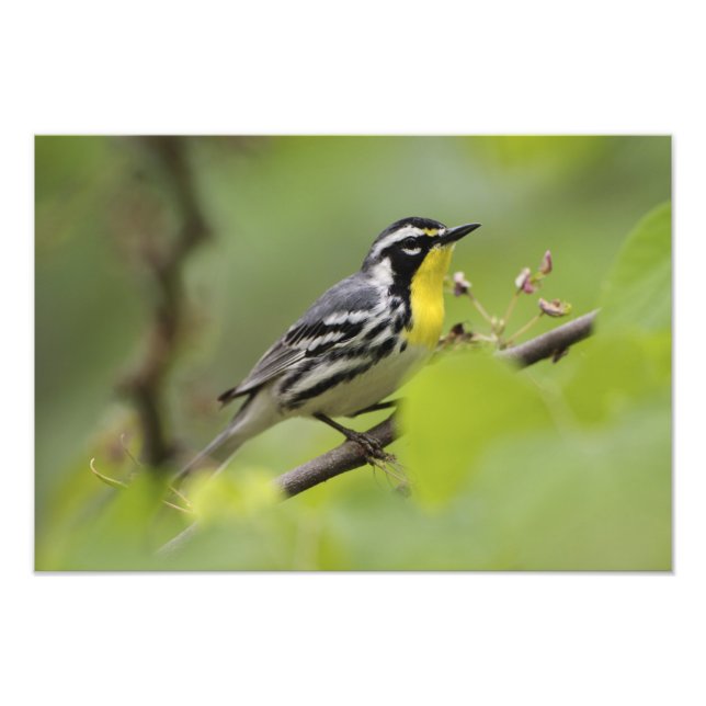 Foto Warbler macho de garganta amarilla, Dendroica (Frente)