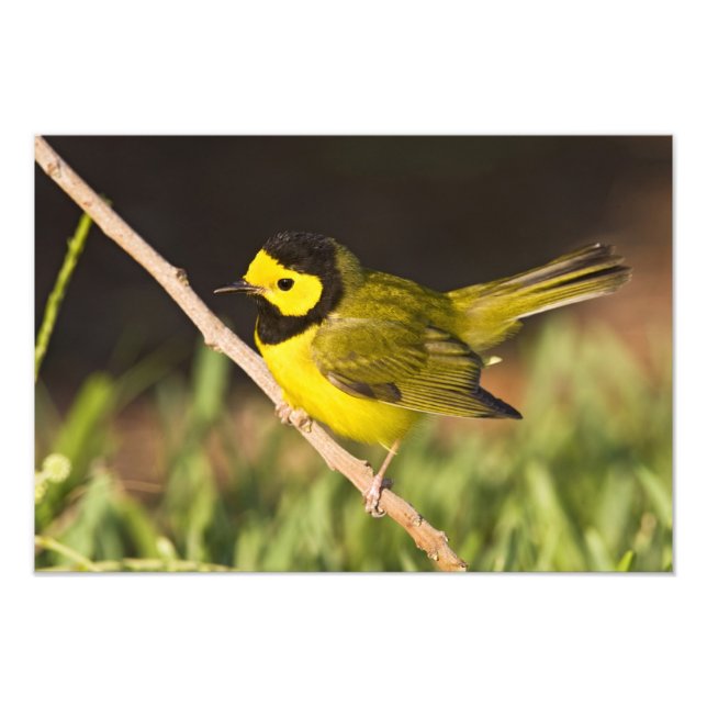 Foto Warbler Wilsonia citrina) (Frente)
