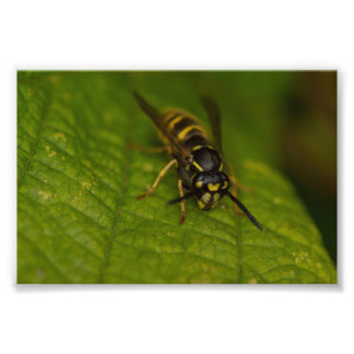 Foto Wasp