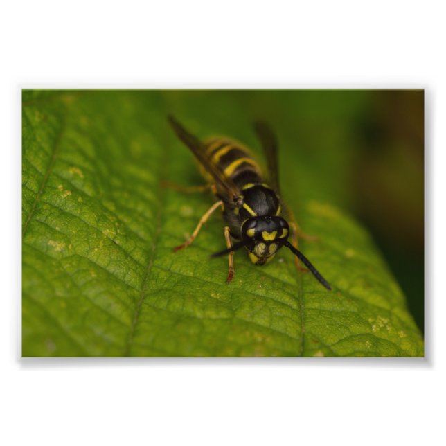 Foto Wasp (Frente)