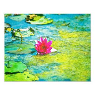 Foto Water Lily Lilypad