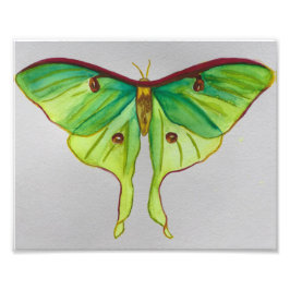 Foto Watercolor Luna Moth