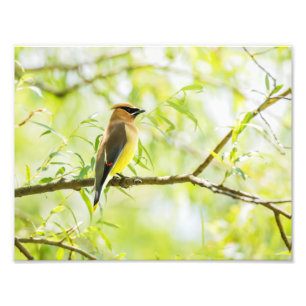 Foto Waxwing de cedro