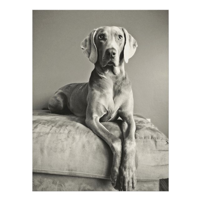 Foto Weimaraner (Frente)