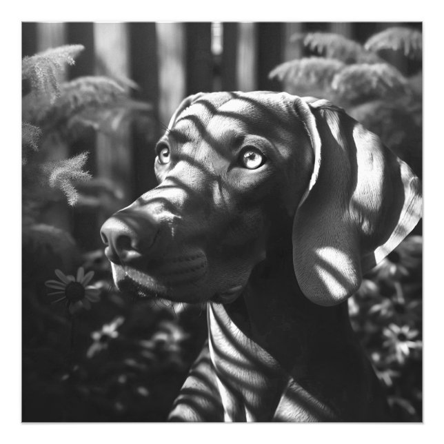 Foto Weimaraner "Majestic Hunter" BW (Frente)