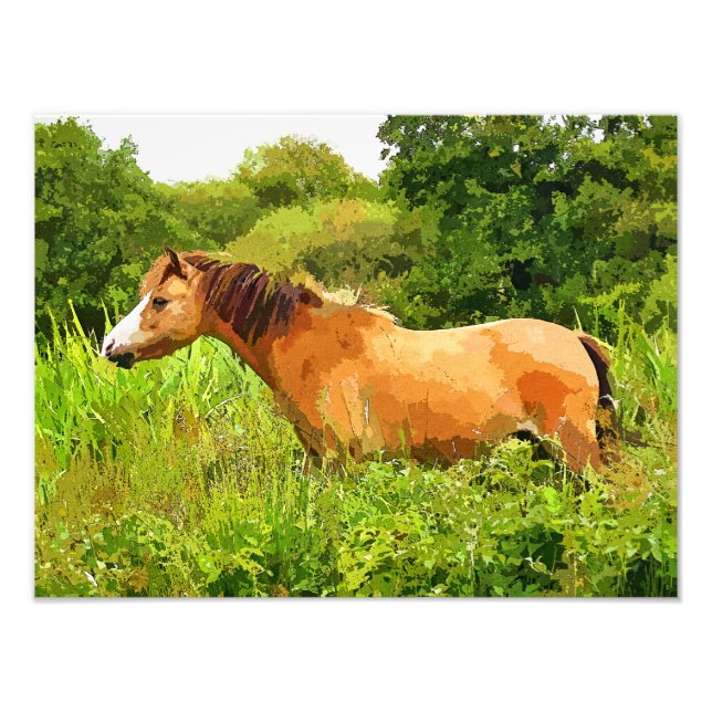 FOTO WELSH PONY (Frente)