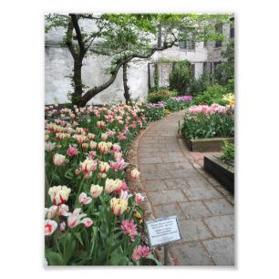 Foto West Side Community Garden Tulip New York City