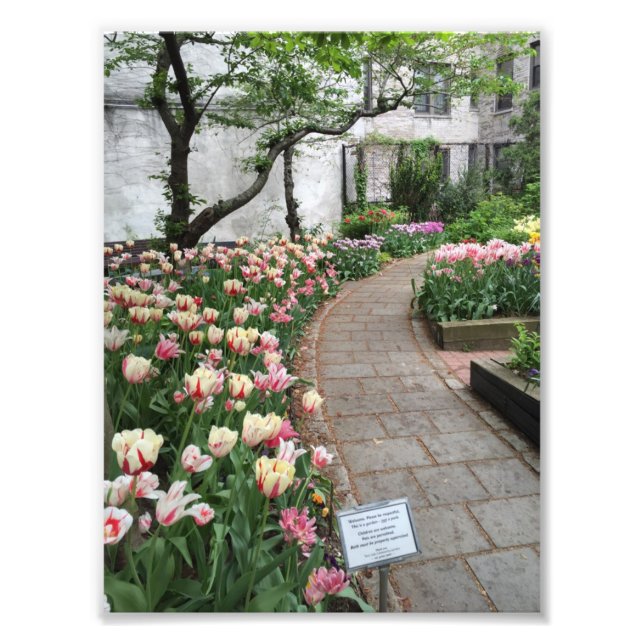 Foto West Side Community Garden Tulip New York City (Frente)