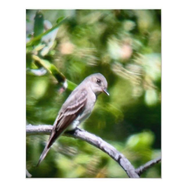 Foto Western Wood Pewee (Frente)