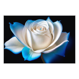 Foto White and Blue Rose