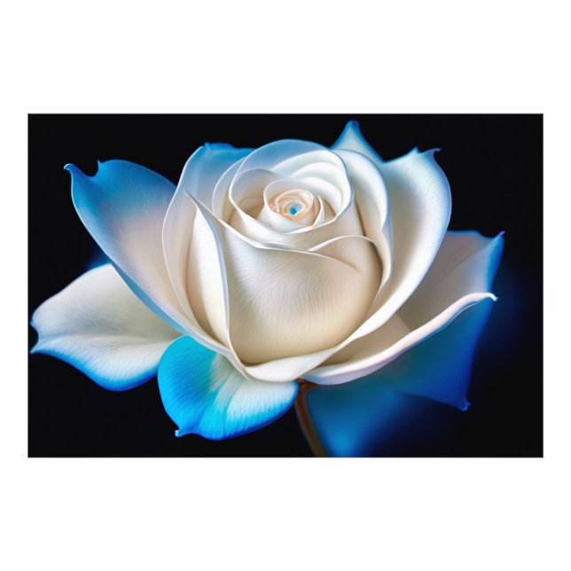 Foto White and Blue Rose (Frente)