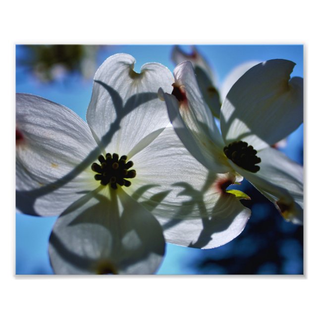 Foto white flowers (Frente)