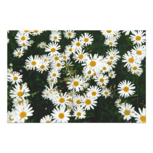 Foto White Oxeye Daisy, Moon Daisy Meadow