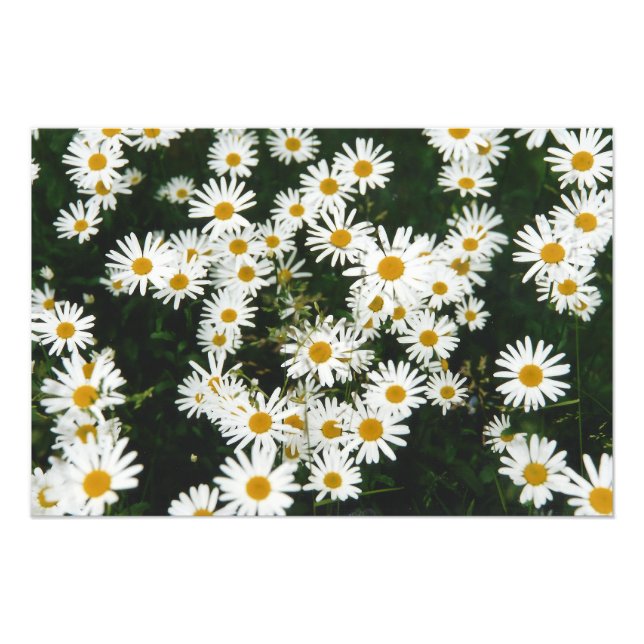 Foto White Oxeye Daisy, Moon Daisy Meadow (Frente)