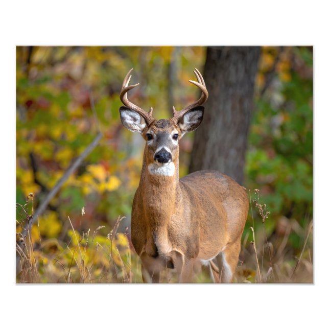 Foto whitetail deer (Frente)