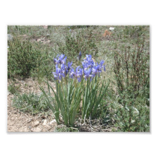Foto Wild Iris