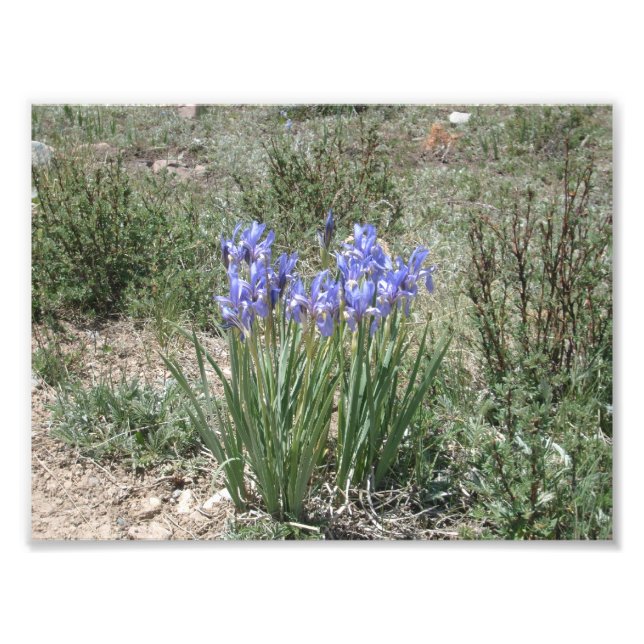 Foto Wild Iris (Frente)