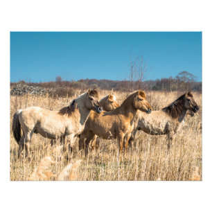 Foto Wild Konik ponies Wicken Fen Cambridgeshire UK
