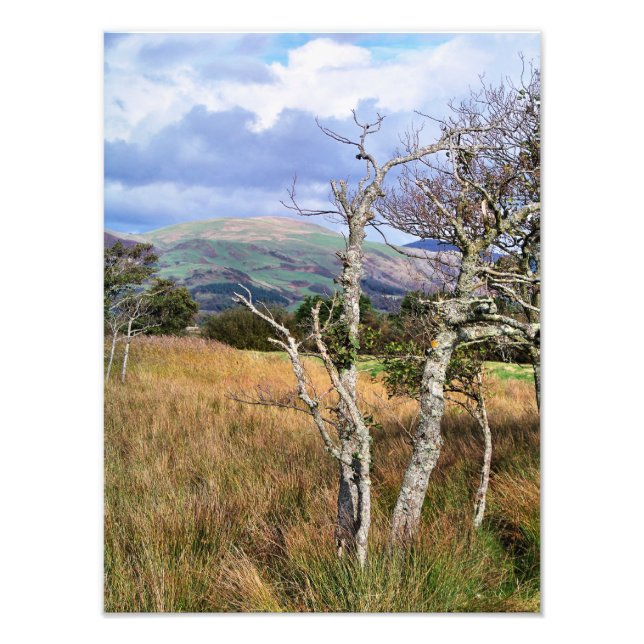FOTO WILD WALES (Frente)