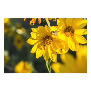 Foto Wildflower y abeja