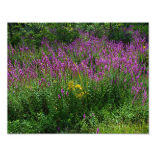 Foto Wildflowers del borde de la carretera - lisimaquia