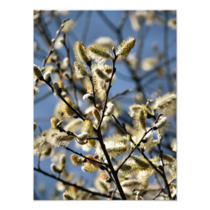 FOTO WILLOW TREE