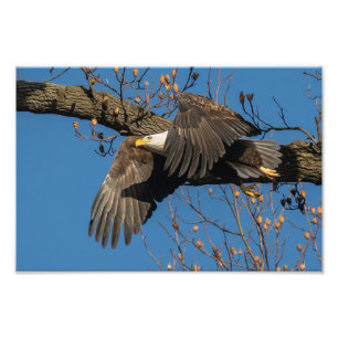 Foto Wing Shadow Bald Eagle