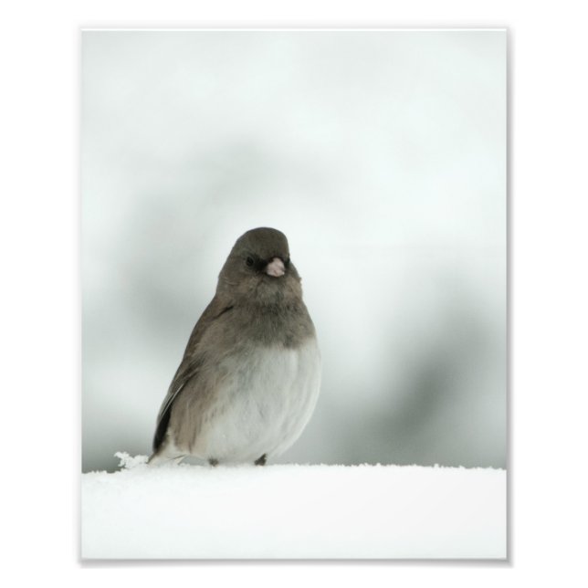 Foto Winter Bird (Frente)