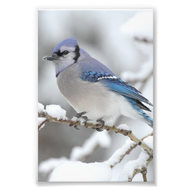 Foto Winter Blue Jay (Frente)