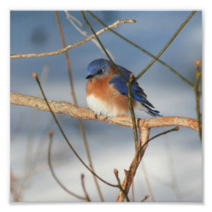 Foto Winter Bluebird 8x8