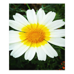 Foto Winter Daisy Flowers