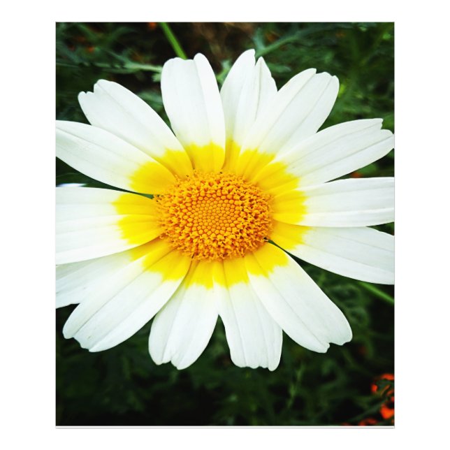 Foto Winter Daisy Flowers (Frente)